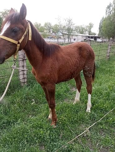 мышык кошка: Сатам | Тай — 7