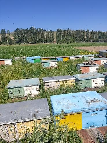 Үй жана бакча: Жыгач Ящик — 4