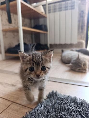 три кота: Беспородная, 1 месяц, Девочка, Приучена к лотку — 1