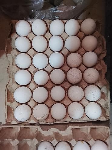 емкость бочка: Куриные яйца, белая скорлупа. Упаковка — картонные лотки по 30 штук — 2