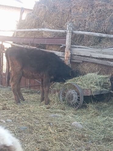 куплю собаку недорого: Продам два штуки тёлочки порода есть молочные кровей каму интересно — 5