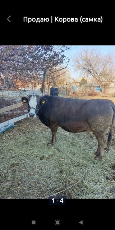 Продаю | Корова (самка) | Для разведения | Привязанные