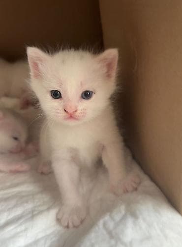 лучший ветеринар бишкек: Кошка даром: Беспородная, 2 месяца, Мальчик, Приучена к лотку — 1