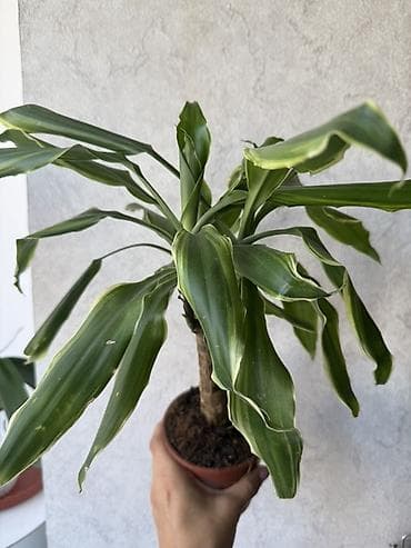 драцена купить: Драцена фрагранс (Dracaena fragrans) «Массанже» в горшке. Молодое — 1