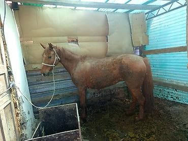 Продаю | Кобыла (самка) | Для разведения