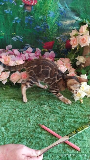 новорожденные котята: Привет друзья. в питомнике Бен Гла Мур есть свободные кото — 13