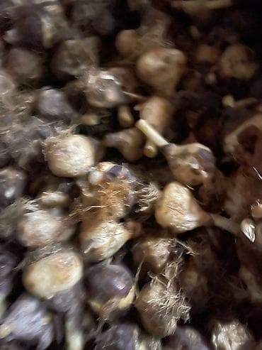 куплю контенер: Луковицы тюльпанов (смесь сортов) - Натуральные луковицы для — 3