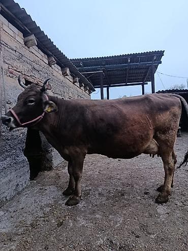 овцы дорпер купить: Продаю | Корова (самка) | Для молока — 6