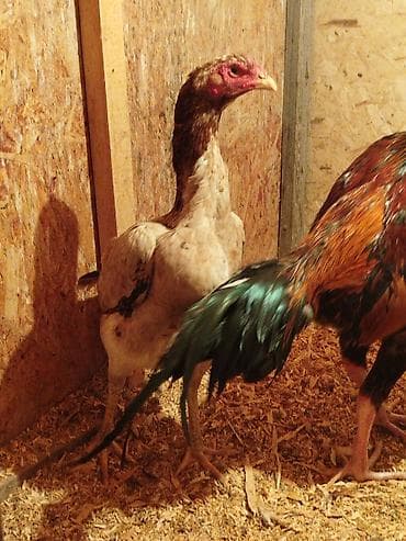 сойушка улак: Сатам | Тооктор — 5