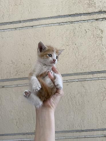 кошка домашняя: Котята, примерно 2-3 месяца. На выбор несколько окрасов: - — 2