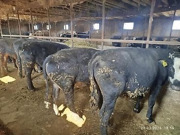 продам коров: Продаю | Бык (самец) | На откорм — 4