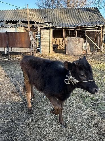 Продаю | Корова (самка), Тёлка | Полукровка, Алатауская | Для разведения