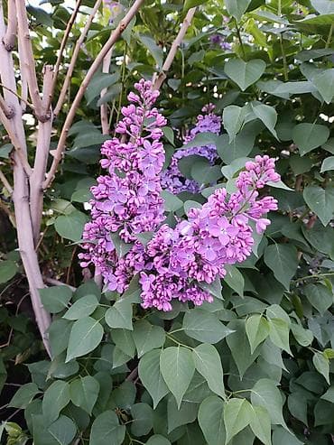 орхидеи фаленопсис: Сирень пурпурно-фиолетовая, крупноцветковая. Большие ветки по 50,100 — 7