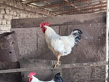 кури: Продаю | Петух | Для разведения — 1
