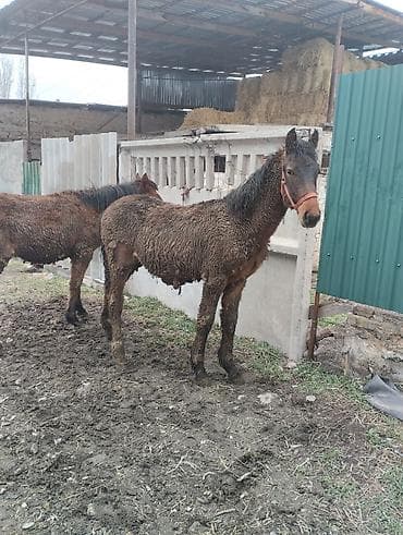 Башка жаныбарлар: Сатам | Бээ (ургаачы) | Жумушка | Асыл тукумдуу — 4