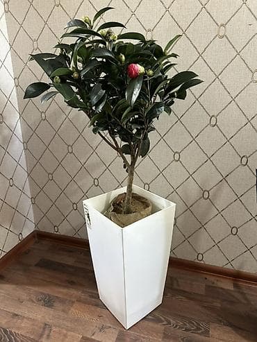 пионы клубни купить: Камелия (Camellia japonica) - Разновидность: вечнозелёный — 2