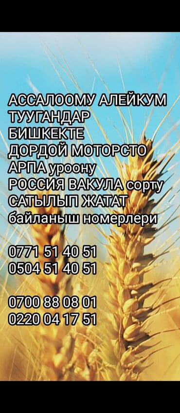 купить семена эспарцета: Семена цветка — 9