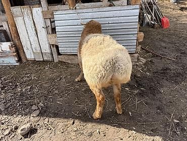 акита ину собака: Продаю | Ягненок, Баран (самец) | Арашан — 2