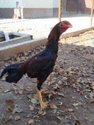 номер приюта для животных бишкек: Продаю | Куры — 3