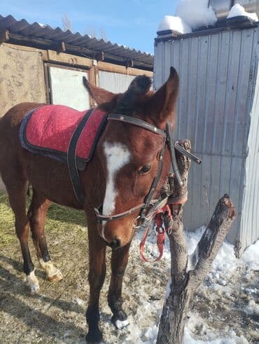 Собаки: Продаю | Жеребенок | Конный спорт — 3