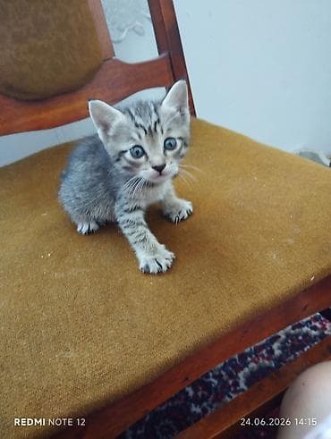 Продажа кошек: Котёнок серый тигровый - Окрас: классический табби (полосатый) — 1