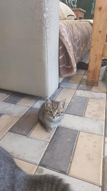 собаки кошки: Пушистые котята.Компактные, игривые, любопытные, хорошо едят влажный и — 5