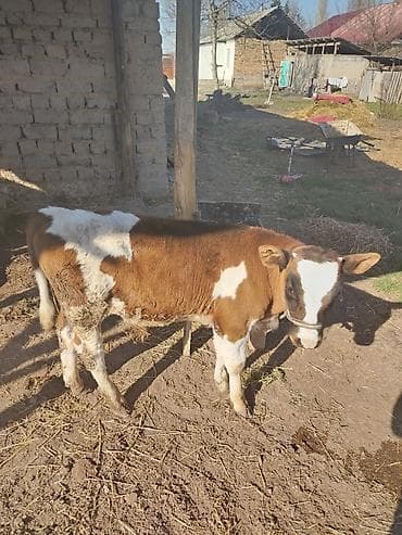 порода бука: Продаю | Тёлка | На откорм | Привязанные — 6