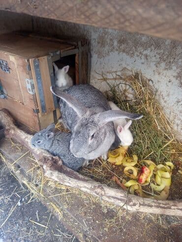хомяк бишкек: Продаю | Крольчиха (самка) | Серый великан | Для разведения | Племенные — 3