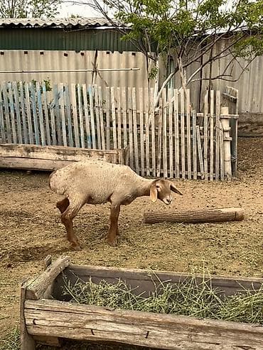 куплю козы: Продаю | Ягненок | Для разведения — 6