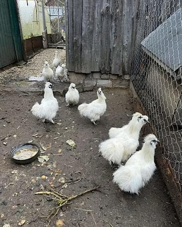 бычки 1год: Продаю | Куры, Петух — 3