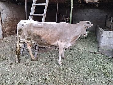 тайлар сатылат: Продаю | Корова (самка) | Для молока | Привязанные — 2