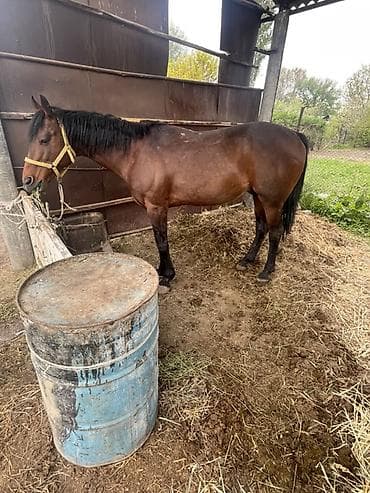 ангус порода: Продаю | Жеребец | Полукровка | Для разведения | Племенные, Осеменитель — 1