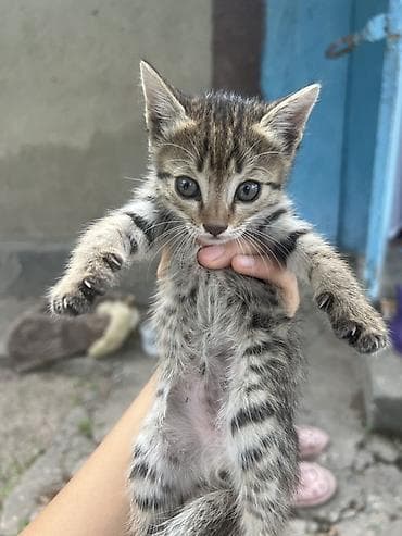 Отдам этих двух котят в добрые руки бесплатно им ровно месяц один