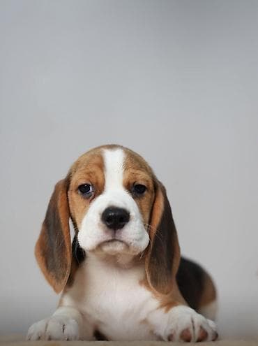 сколько стоит щенок бигль: Бигль, 5 месяцев, Самка — 1