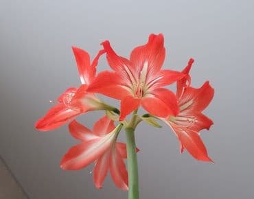 Гиппеаструм в горшке - Крупное комнатное растение с длинными плотными