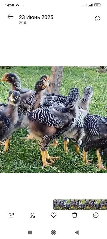 С/х животные и товары: Продаю | Куры | Несушки — 6