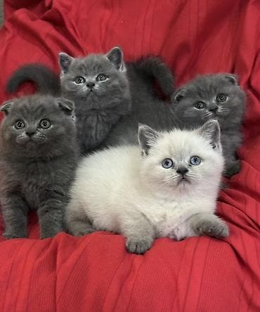 временные приюты для кошек: Продаются шотландские котята, (Scottish Fold, Scottish Straight). С — 2