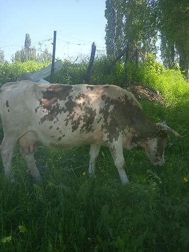 добрый карова: Продаю | Корова (самка) | Для молока — 3