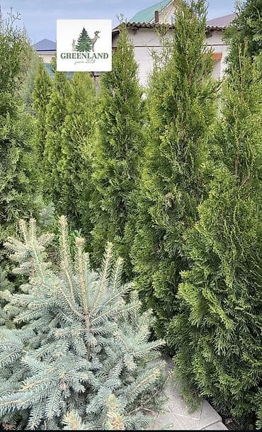 семена елки: Продаются декоративные хвойные растения 🌿🌲 -туи от 100 до 300см -ели — 1