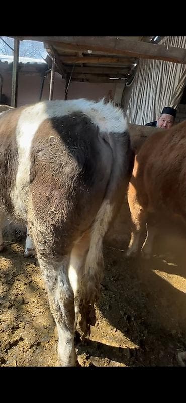 Продам с/х животных: Продаю | Бык (самец) | Полукровка | На откорм — 4