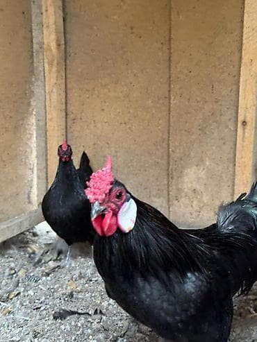 Продаю | Куры, Петух