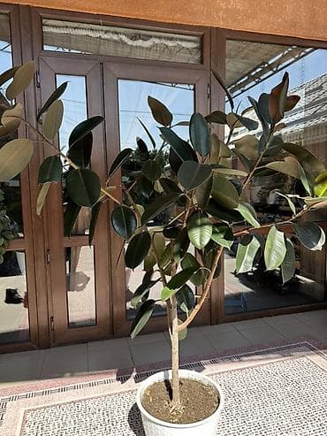 фикусы: Фикус эластика (Каучуковое дерево) в горшке Цена 20000 сом - — 3