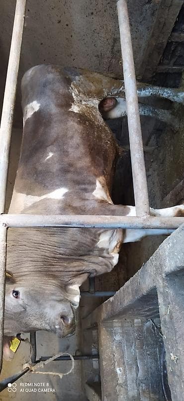 Продаю | Бык (самец) | На откорм | Племенные