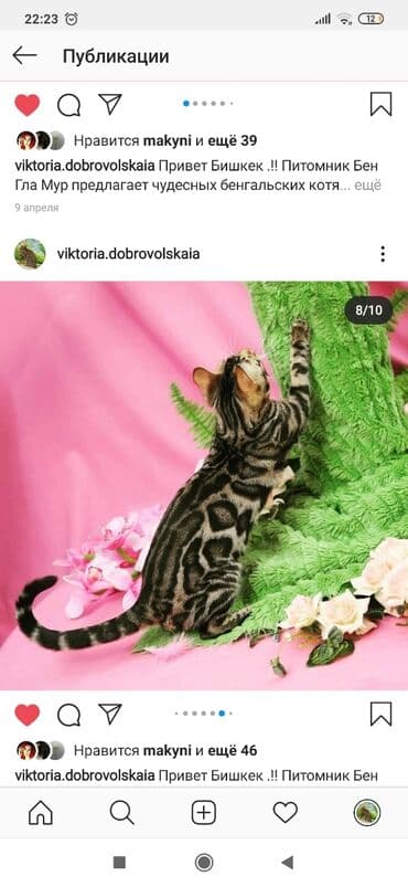 купить породистых котят: Красивейшие бенгальские котята .вырастают вот такими красавцами очень — 17