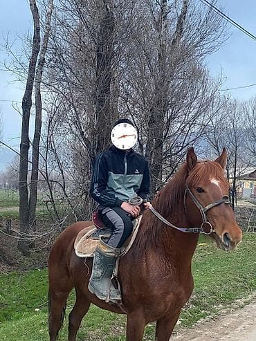 седла: Продаю | Конь (самец) | Рабочий | Мерин — 5