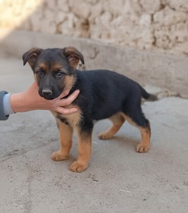Вязка собак: Щенок, немецкой овчарки с превивкой - Возраст:2 месяца - Окрас — 1
