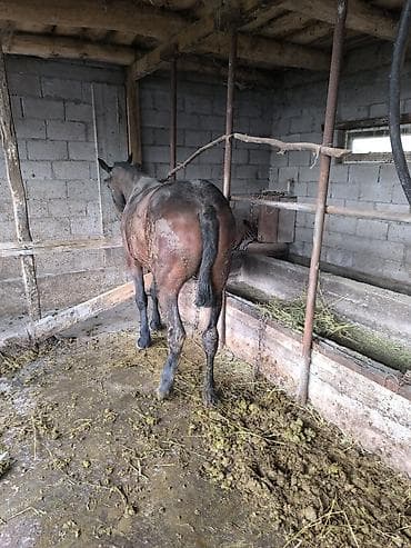 пчело матка: Продаю | Кобыла (самка) | Рабочий — 3