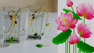 павловния купить семена: Лотос - Предвестник весны он так же считается символом счастья, любви — 5