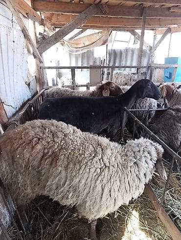 Товары и оборудование для с/х животных: Продаю | Овца (самка) | Для разведения | Матка — 9