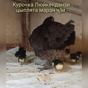 сено реска: Продаю | Цыплята | Для разведения — 1